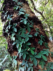 Tetrastigma obtectum