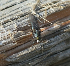 Aphrosylus