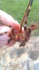 Phoneutria eickstedtae