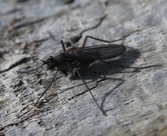 Aphrosylus