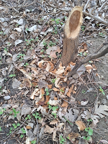 animal observation 2
