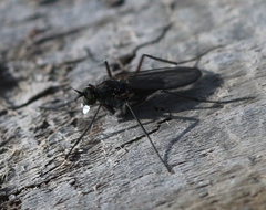 Aphrosylus