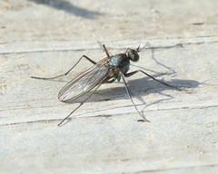 Aphrosylus
