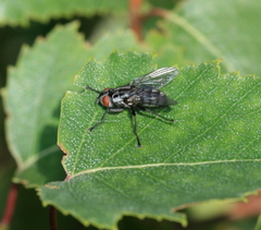 Macronychia polyodon