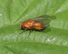 Phaonia pallida