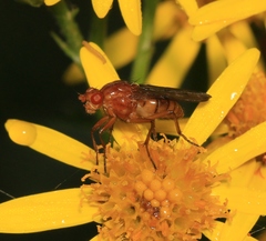 Dryomyzidae