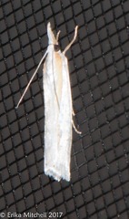 Crambus girardellus