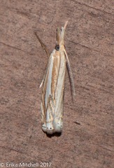 Crambus saltuellus