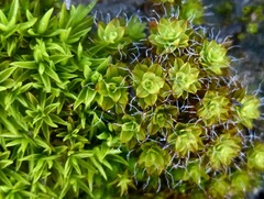 Syntrichia princeps