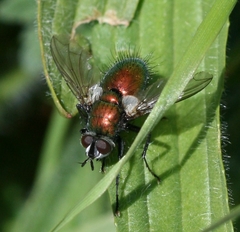 Gymnocheta viridis