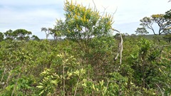 Vochysia tucanorum