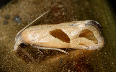 Eugnosta bimaculana