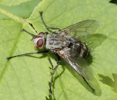 Microphthalma europaea