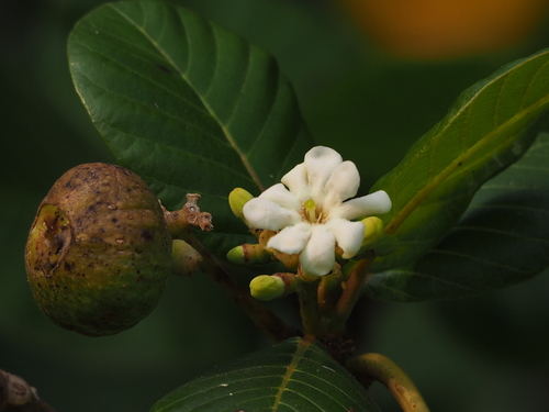 Guettarda speciosa iNat (3)