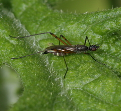 Micropeza corrigiolata