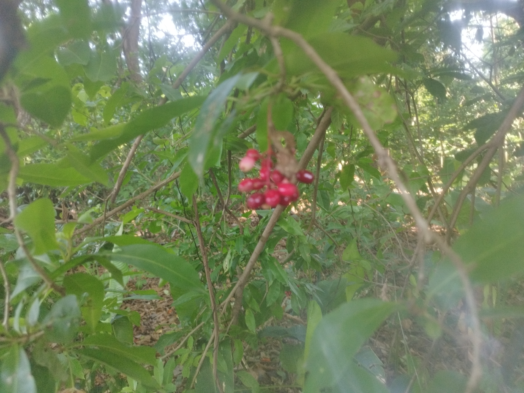Imagem de Neea psychotrioides