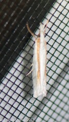 Crambus girardellus