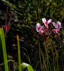 Pelargonium dipetalum