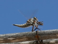 Promachus consanguineus