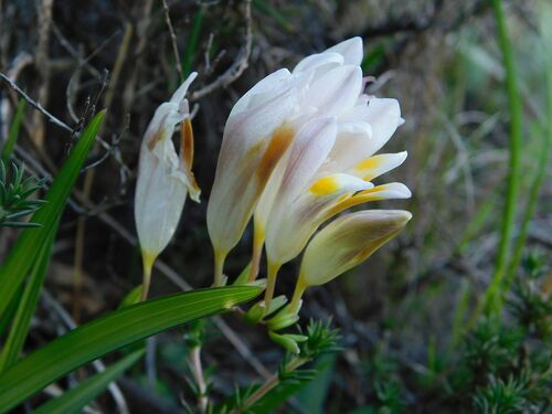 Freesia caryophyllacea, photograph 4