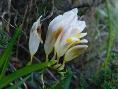 Freesia caryophyllacea, photograph author not stated, no rights reserved