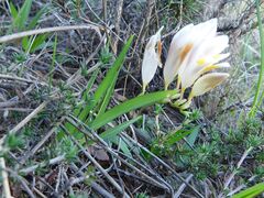 Freesia caryophyllacea, photograph author not stated, no rights reserved