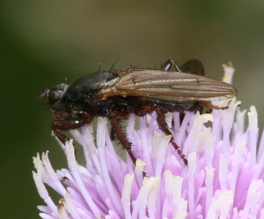 Kelp fly