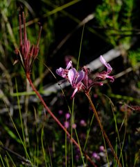 Pelargonium dipetalum