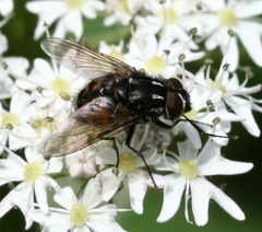 Graphomya maculata