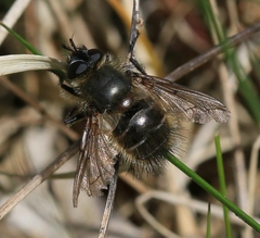 Tachina ursina