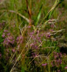 Aristida junciformis