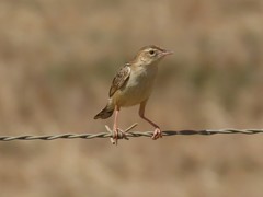 Cisticola juncidis