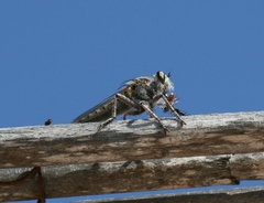 Promachus consanguineus