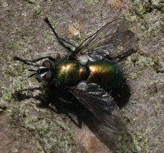 Gymnocheta viridis