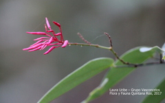 Bauhinia jenningsii