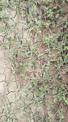 Alternanthera halimifolia observed 2026-04-27