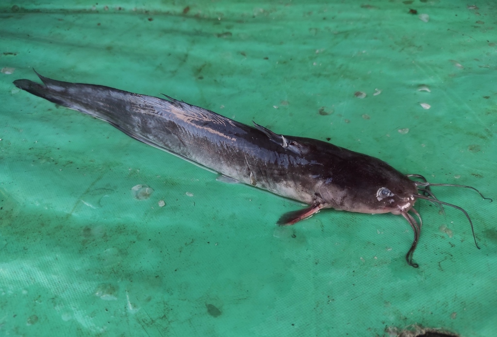 Sembilang (Plotosus canius)