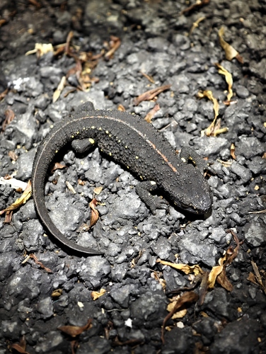 Chinese Warty Newt