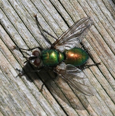 Gymnocheta viridis