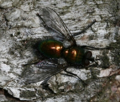 Gymnocheta viridis