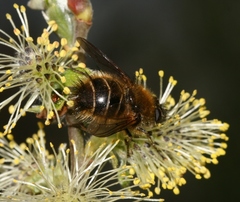 Tachina ursina