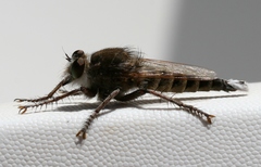 Promachus consanguineus