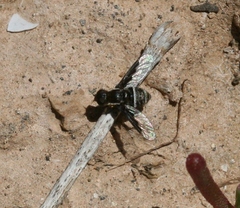 Exhyalanthrax simonae