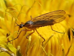 Empis digramma