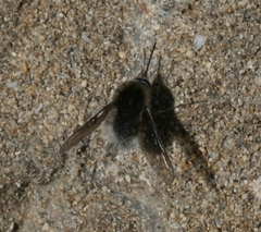 Bombylius oceanus