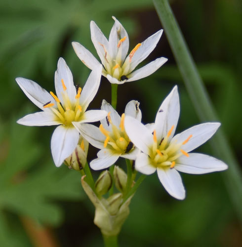 Nothoscordum bivalve iNat (1)