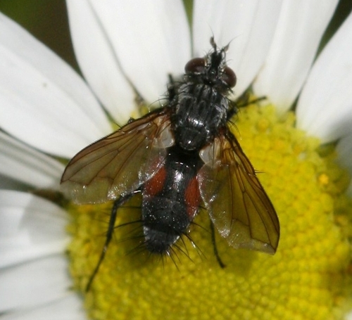Red Spotted Parasite Fly