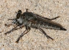 Promachus consanguineus