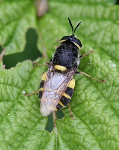Banded General