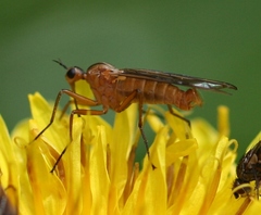 Empis digramma